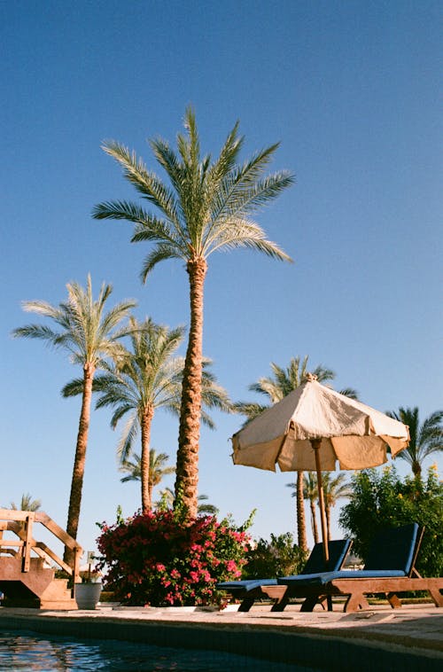 Palm Trees by the Pool