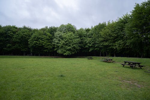 Foto d'estoc gratuïta de arbres, bancs, bosc