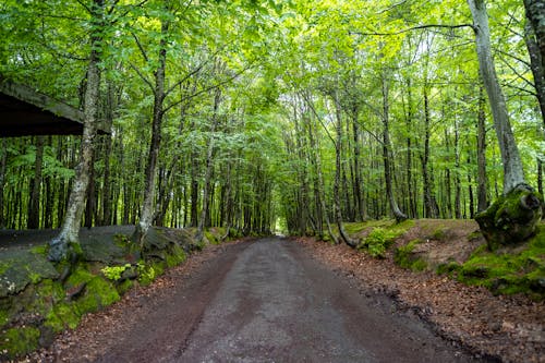 Dirt Road in Forest