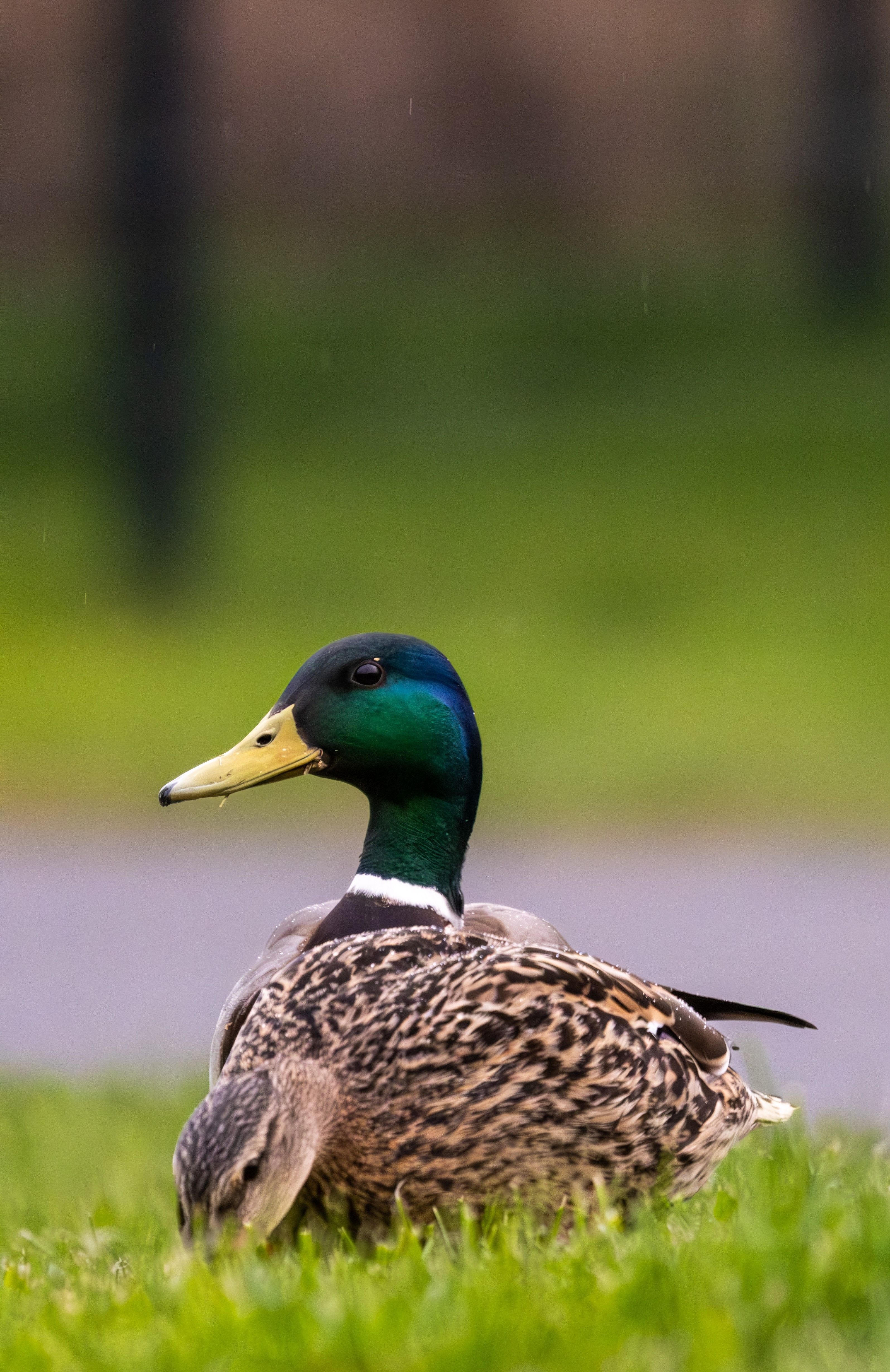 Close up of Duck on Grass · Free Stock Photo