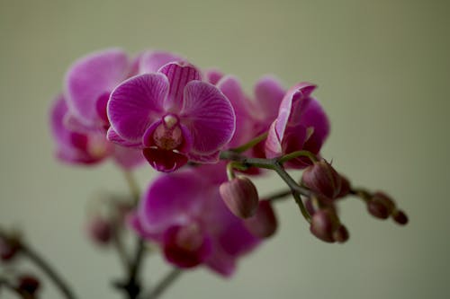 Petals of Purple Flowers