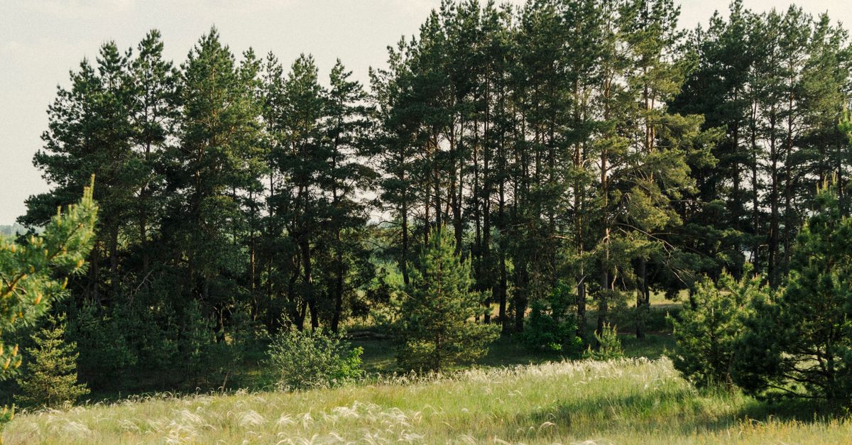 Comment pratiquer la relaxation en pleine nature pour tous