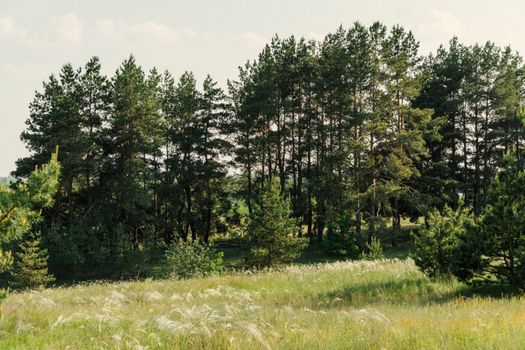 Serene forest scene with tall trees and lush meadows under a clear sky.