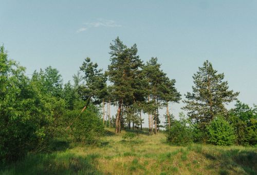 Free Experience tranquility with this scenic view of lush green trees and clear blue skies. Stock Photo