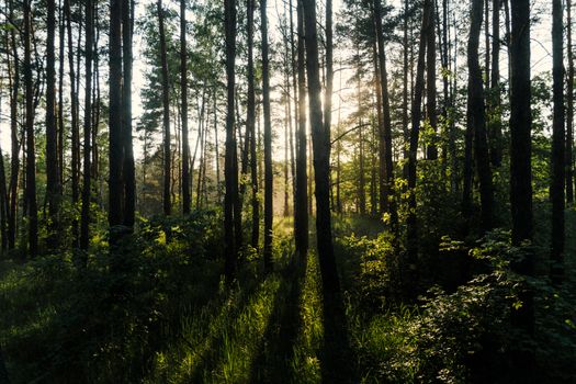 A tranquil forest scene with sunlight filtering through tall trees, creating dramatic shadows.