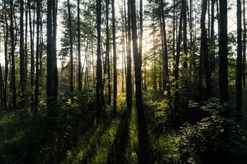 Free A tranquil forest scene with sunlight filtering through tall trees, creating dramatic shadows. Stock Photo