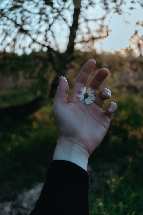 Free A gentle hand holding a daisy flower in a serene outdoor garden setting. Stock Photo