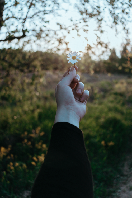 Free A hand holds a daisy in a sunlit meadow, capturing a peaceful outdoor moment. Stock Photo