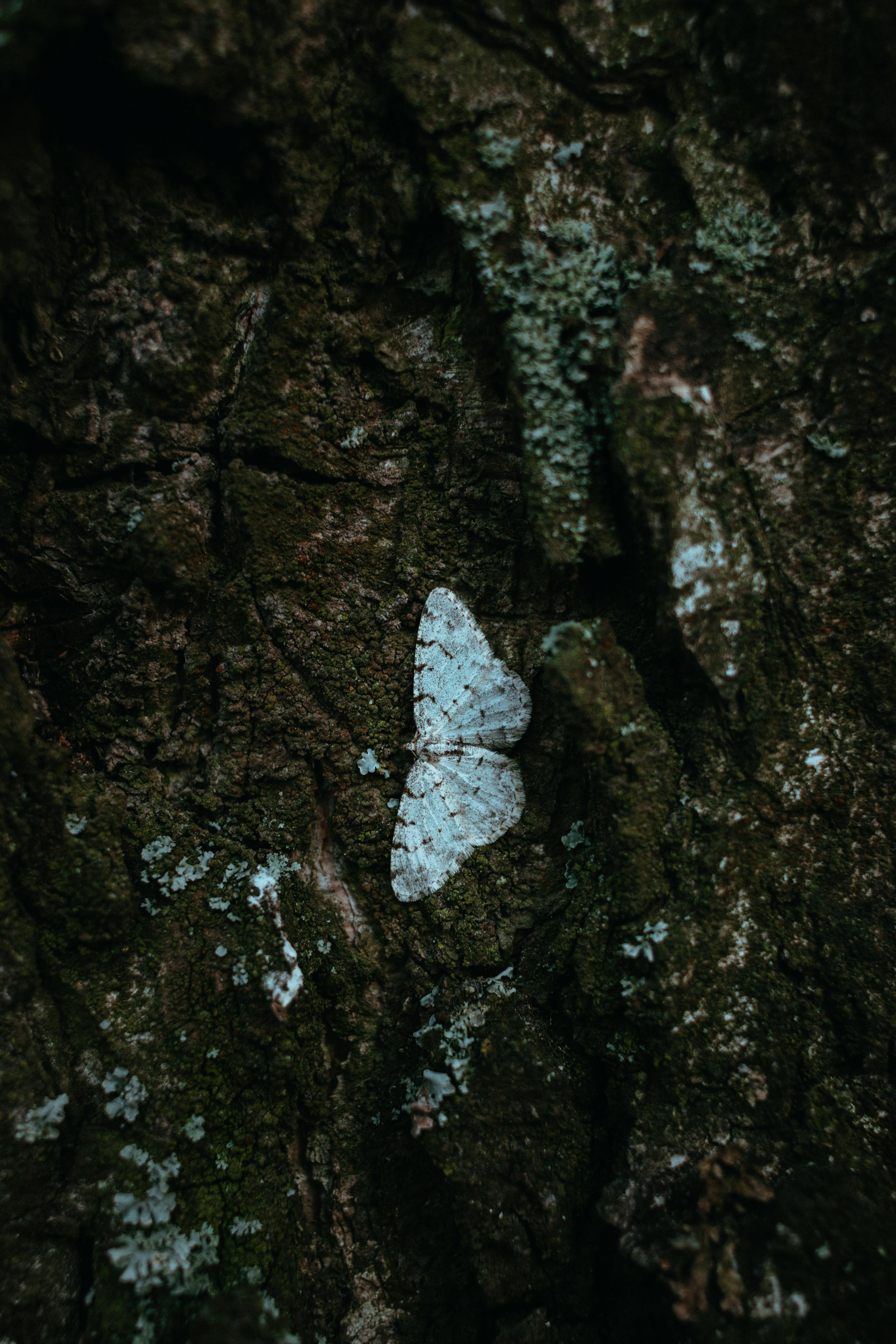 Close-up of a grey moth blending into textured tree bark in a natural setting.