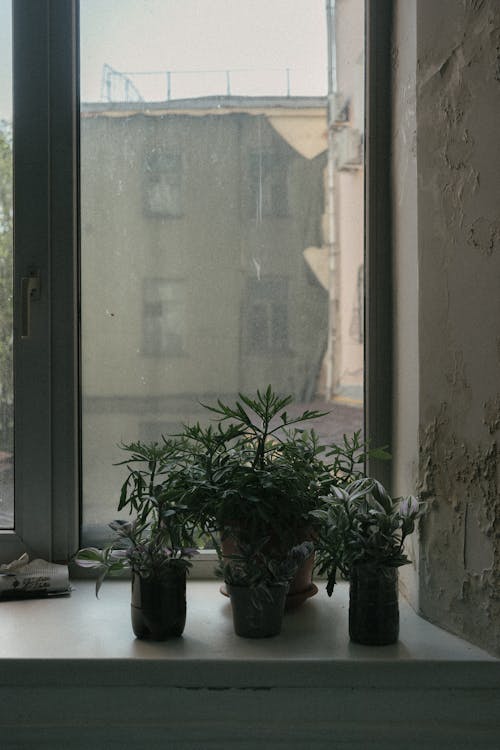 Potted Plants on Windowsill 
