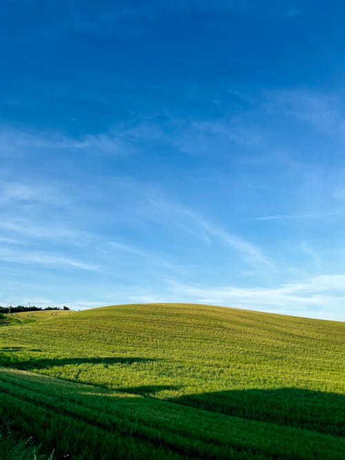 Sunny Agricultural Field under Blue Sky