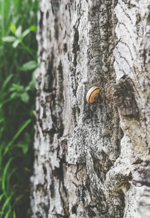 Fotobanka s bezplatnými fotkami na tému kôra stromu, príroda, prostredie