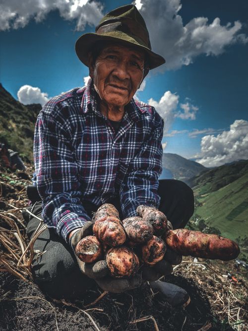 Free An elderly Peruvian farmer displaying freshly harvested potatoes in the Andes mountains. Stock Photo