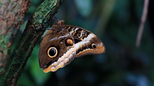 Brown Butterfly in Nature