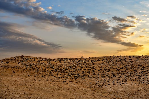 A peaceful pasture at sunrise with a sheep herd and person in the distance under a beautiful sky.