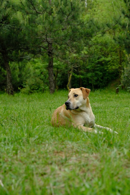 Gratis stockfoto met aarde, dierenfotografie, gras