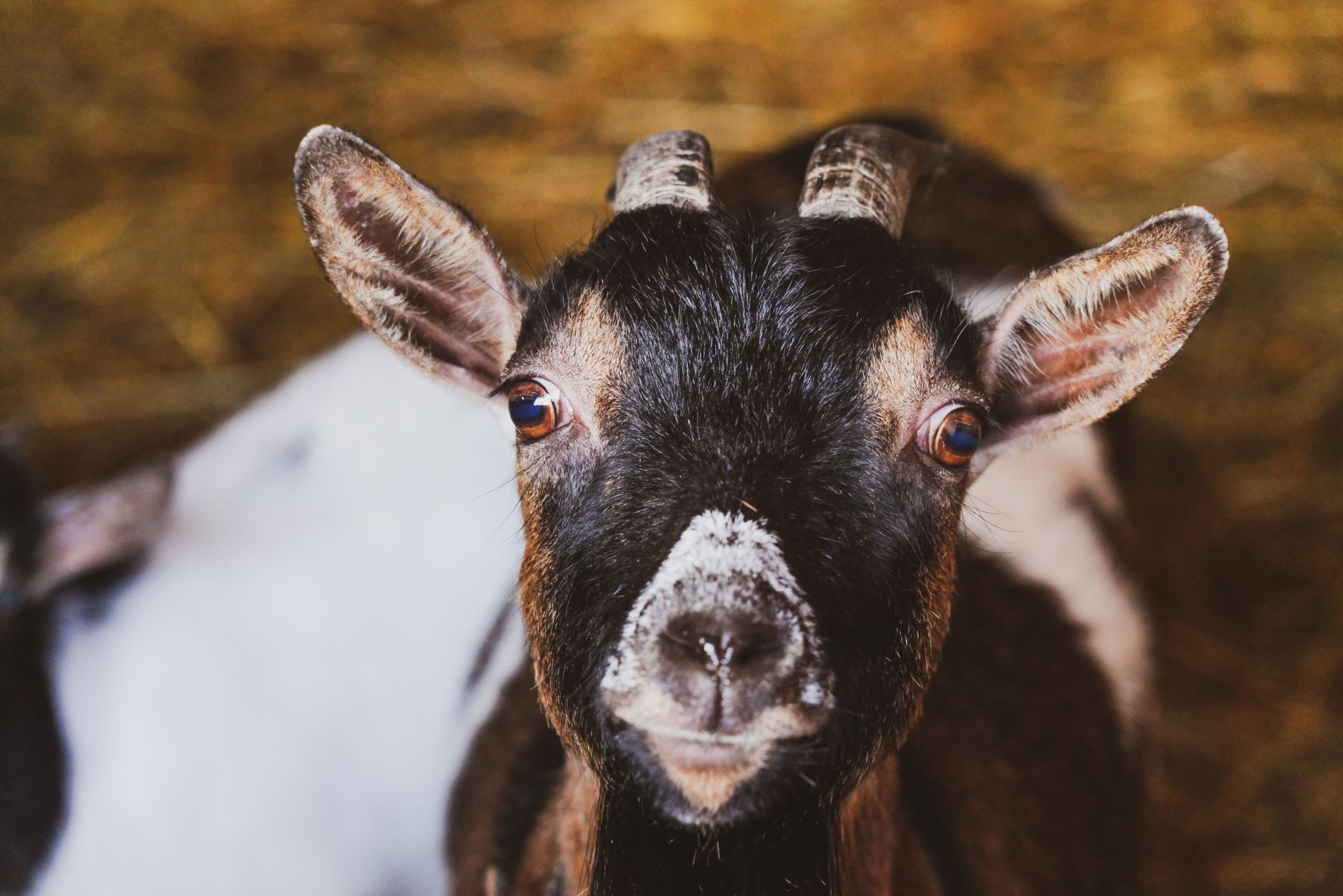 A goat undergoing diagnostic blood testing at a veterinary clinic