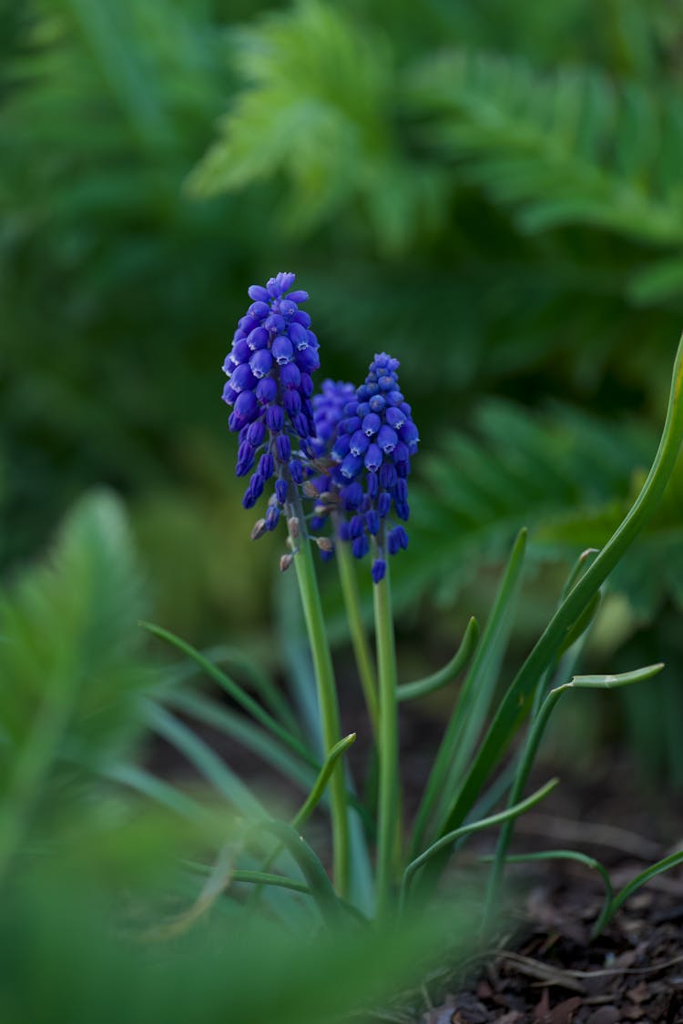 Blue Flowers On Ground