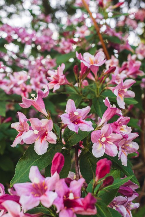 Free Beautiful close-up of vibrant pink flowers in full bloom, captured in nature. Stock Photo