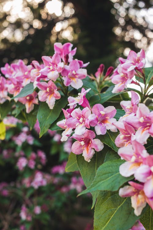 Gratis Foto stok gratis alam, berwarna merah muda, bunga-bunga Foto Stok