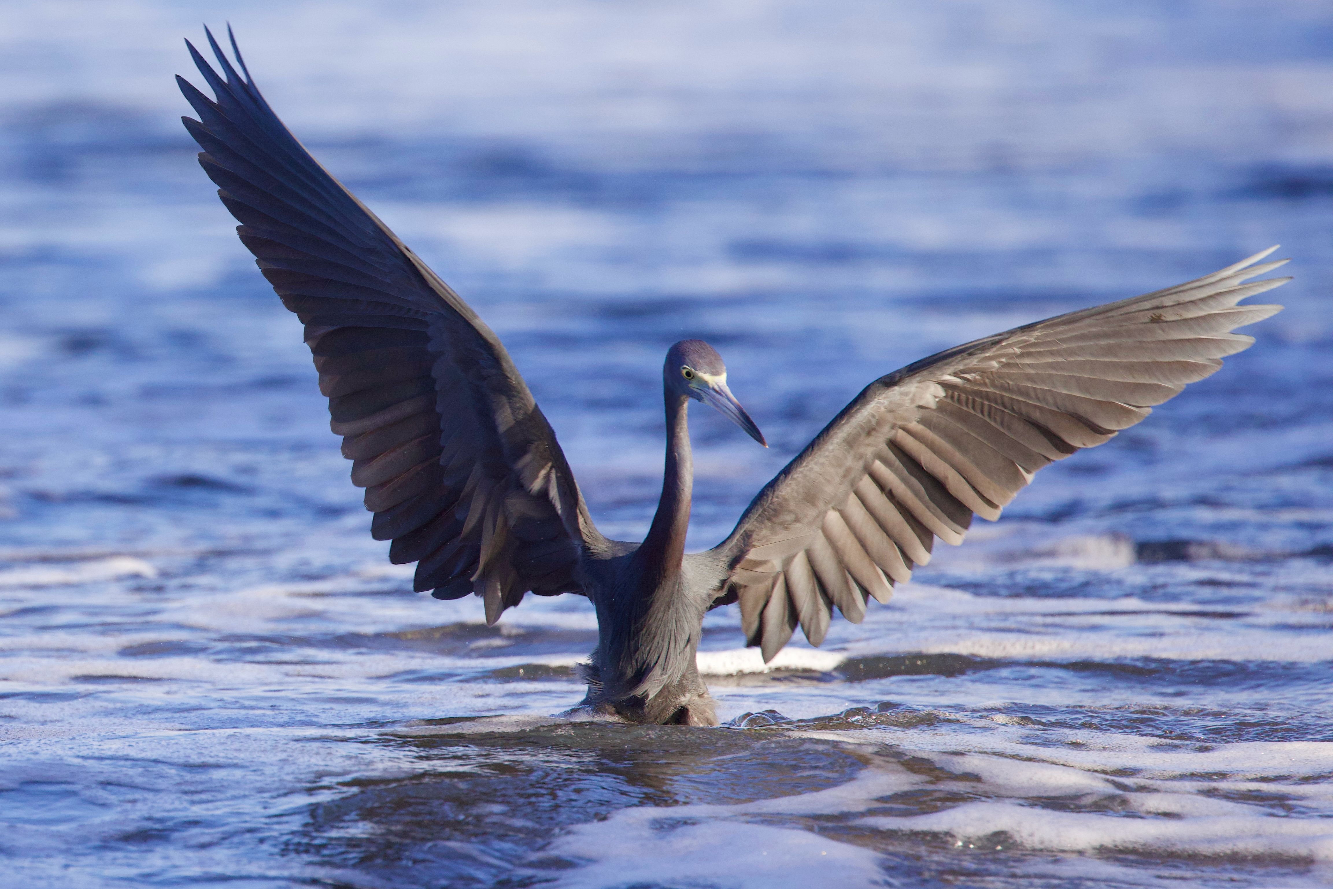 Little Blue Heron In The Big Blue Free Stock Photo Little blue heron in the big blue free stock photo