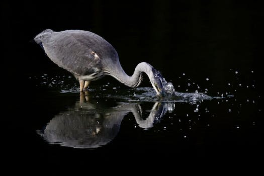 A grey heron captures prey in serene twilight, reflecting on still water.