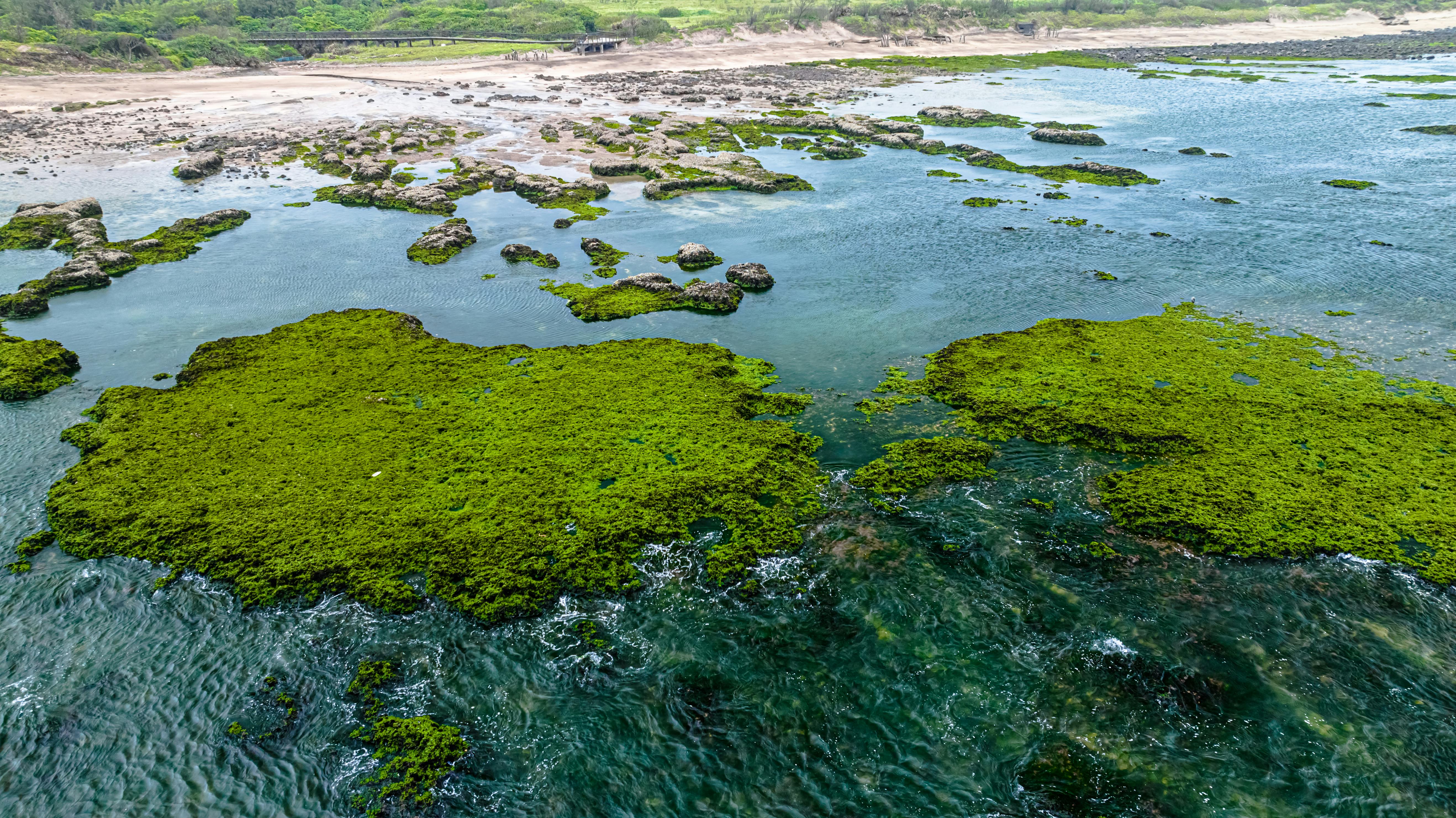 A stunning aerial shot capturing algae-covered rocks along the Sanzhi coastline in Taiwan, emphasizing natural beauty.