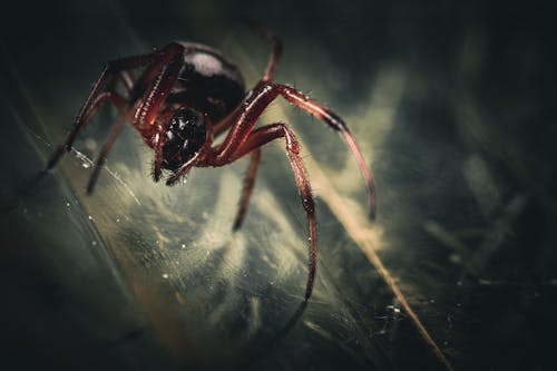 Close up of Spider
