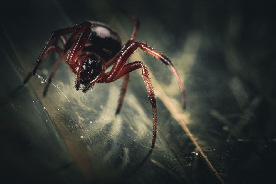 Intricate close-up of a Steatoda bipunctata spider in a natural setting, showcasing its delicate features.