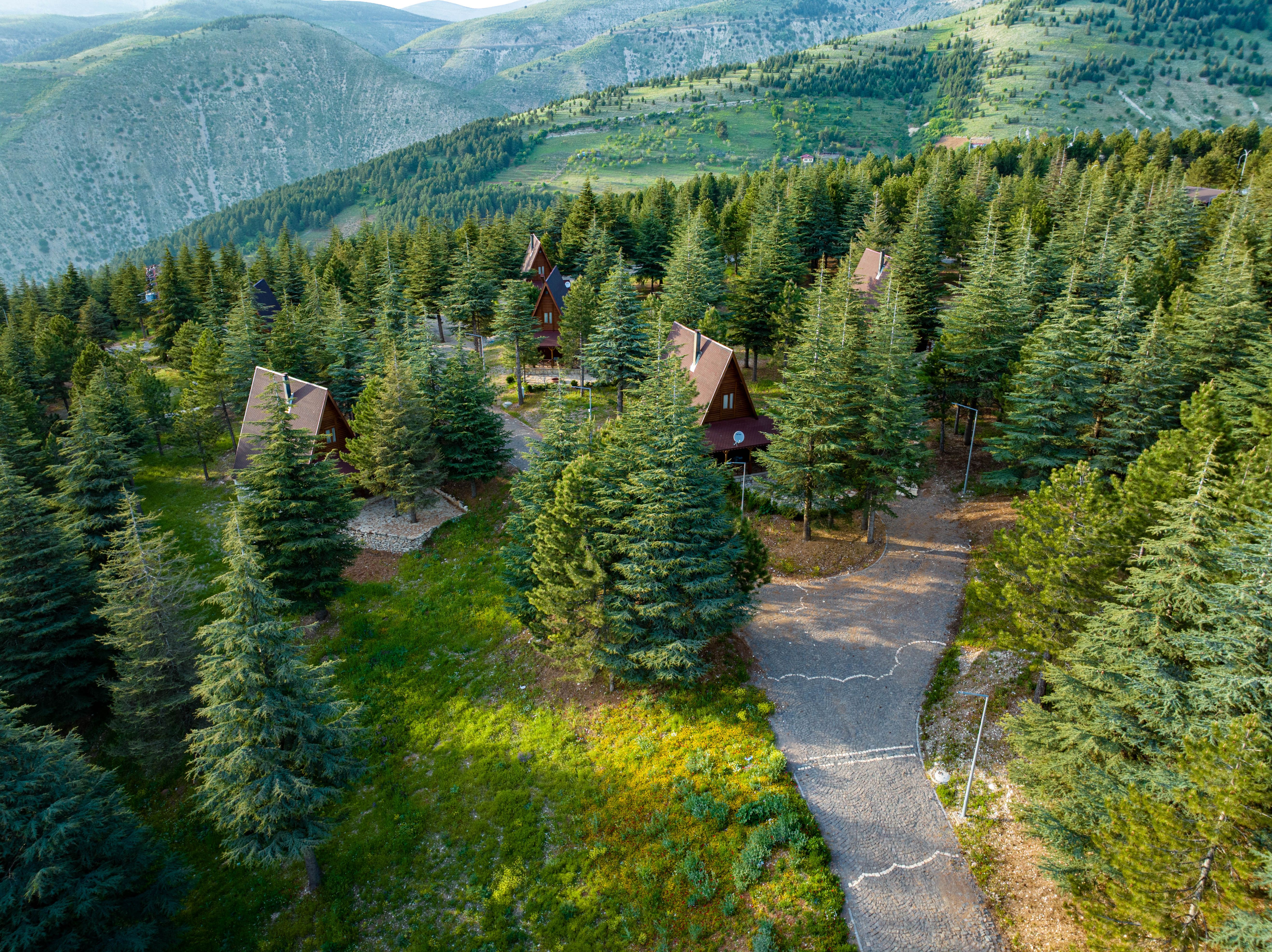 Aerial view of a serene pine forest with rustic cottages nestled among the trees, under clear skies.