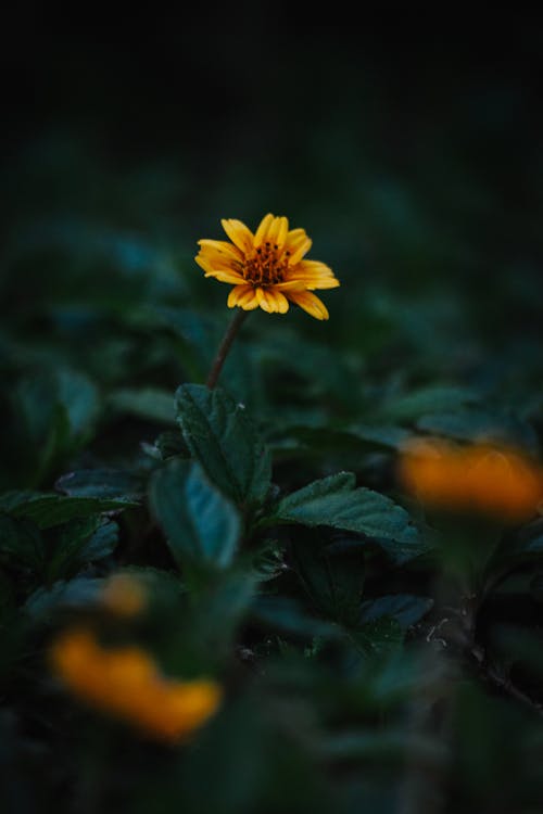 Close-up of a Yellow Flower