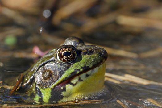 Free stock photo of amphibian, animal, animal portrait