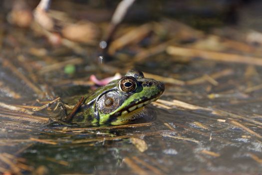 Free stock photo of amphibian, animal, animal portrait
