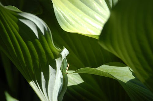 A Photo of Green Leafs
