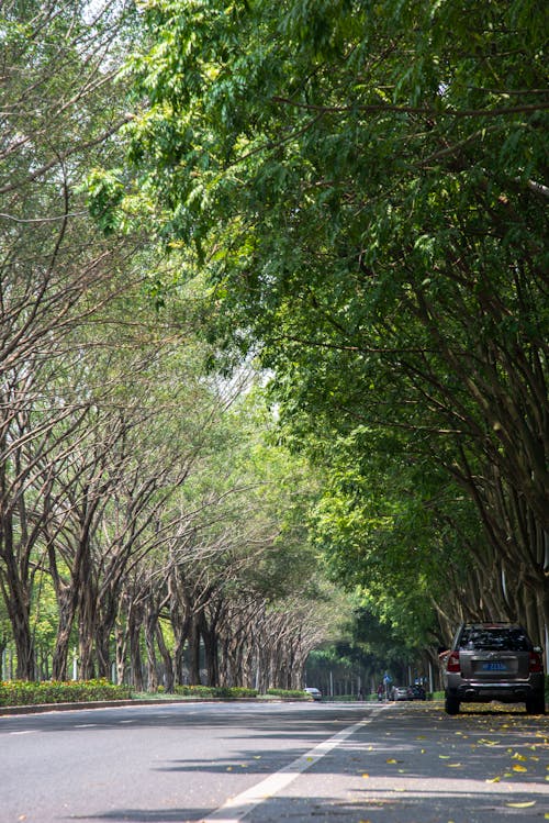 City Street with Trees on the Roadside 