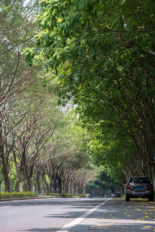 Free A peaceful road lined with lush green trees and a parked car, perfect for travel and nature themes. Stock Photo