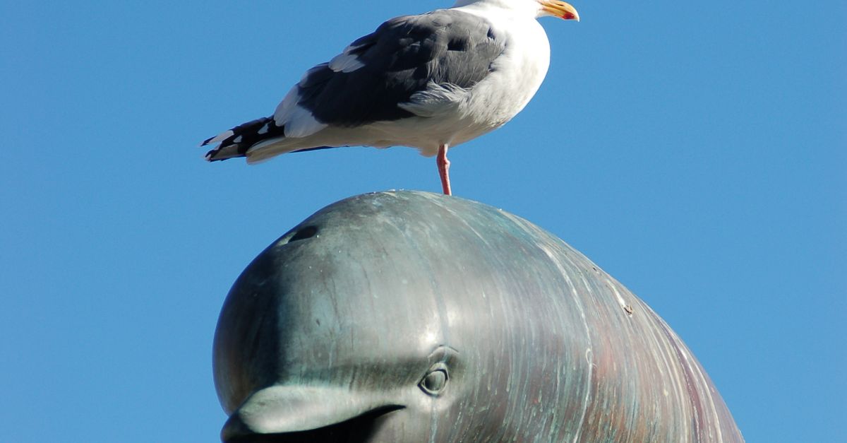 Seagull Dolphin Mini Market The Shift Toward Accessible Intelligence