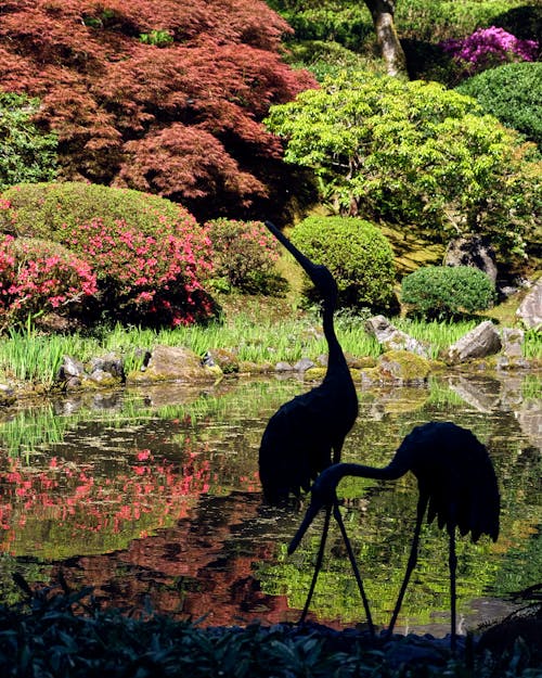 Fotos de stock gratuitas de aves, estanque, flamenco