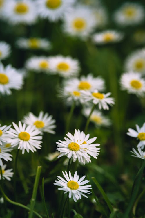 Gratis arkivbilde med blomster, blomstre, eng