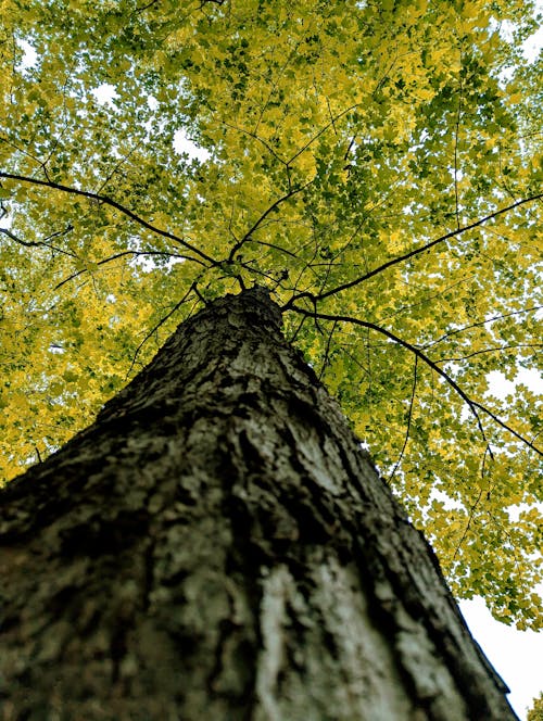 Fotobanka s bezplatnými fotkami na tému flóra, jeseň, kmeň stromu