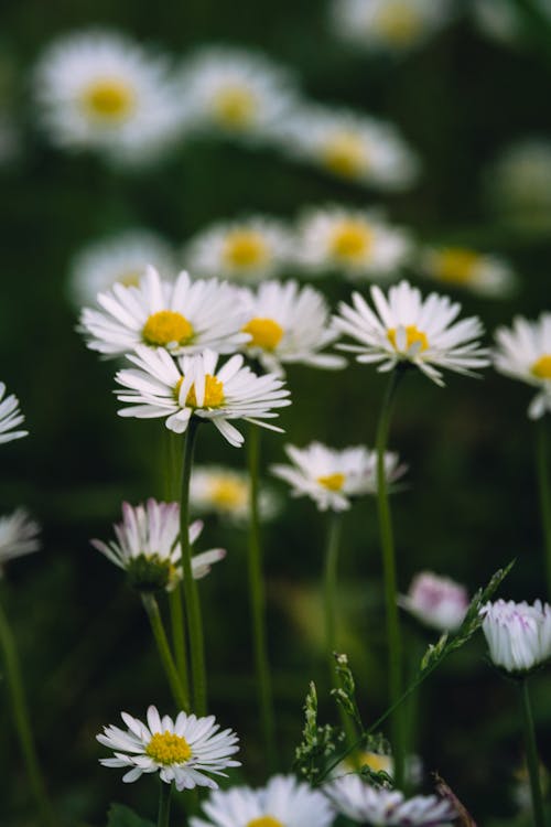 คลังภาพถ่ายฟรี ของ กลีบดอก, ขาว, ดอกเดซี่