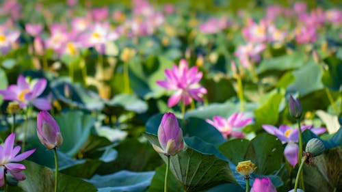 Indian Lotus