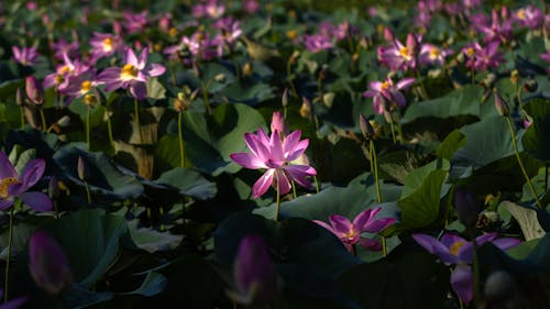 Indian Lotuses