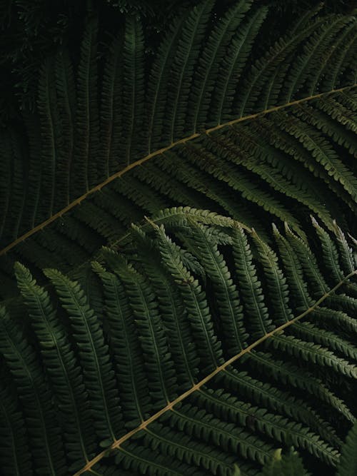 bitki örtüsü, Desen, dikey atış içeren Ücretsiz stok fotoğraf