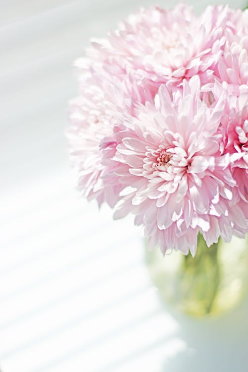 Foto stok gratis bejana, berwarna merah muda, bunga-bunga