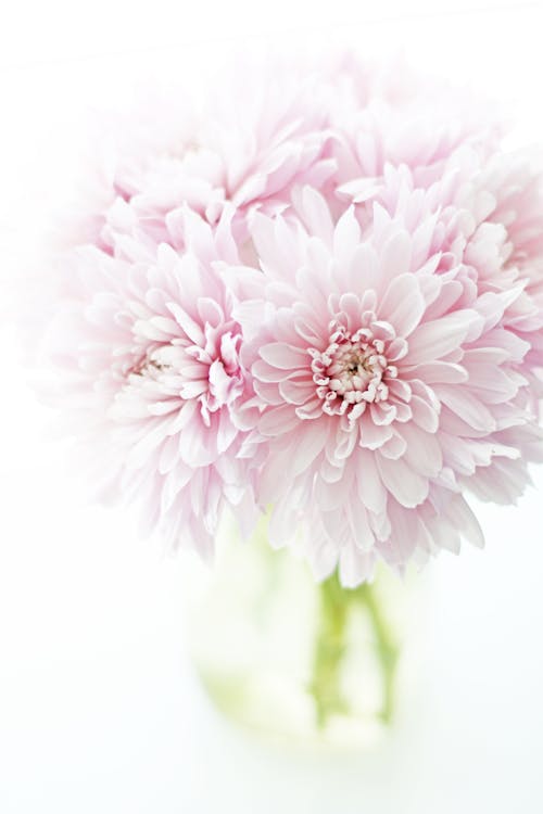 Close-up of a Bunch of Light Pink Chrysanthemums in a Glass Vase