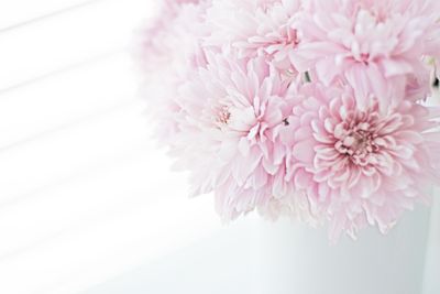 やわらかい紫の花