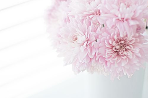 Free Close-up of delicate pink chrysanthemums in soft focus against a white background, capturing serene beauty. Stock Photo