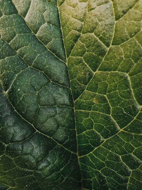 Kostnadsfri bild av blad, grön, mönster