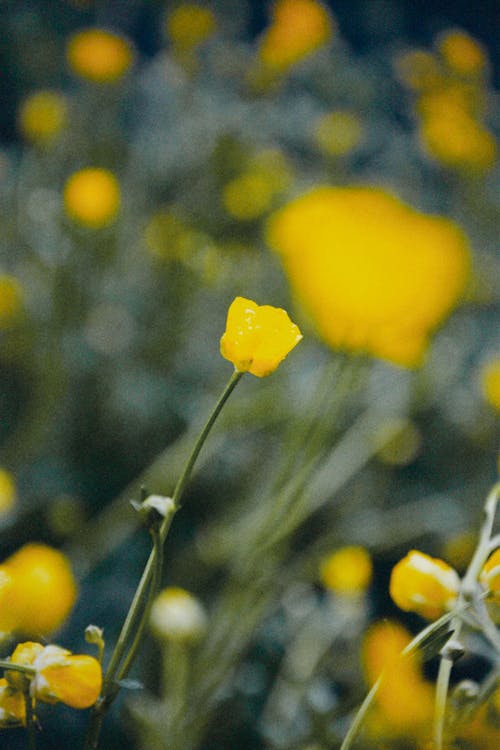 Close-up of Delicate Yellow Flowers on a Field 